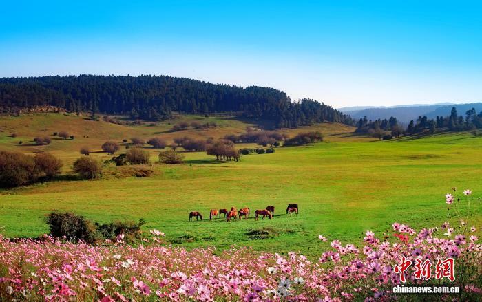 inews, 等景区, 赛事组委会 inews, 等景区, 赛事组委会